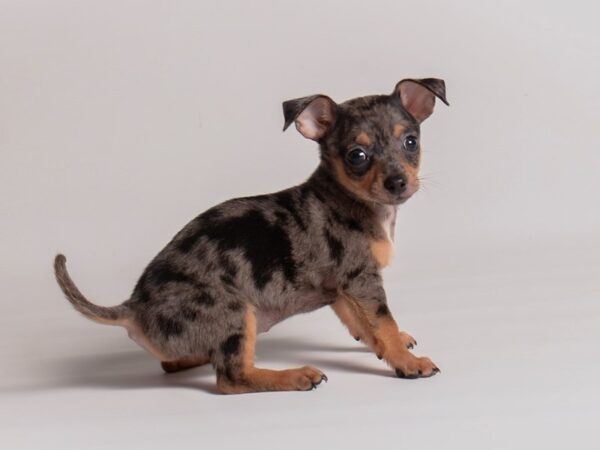 [#20305] Merle Male Chiweenie Puppies For Sale