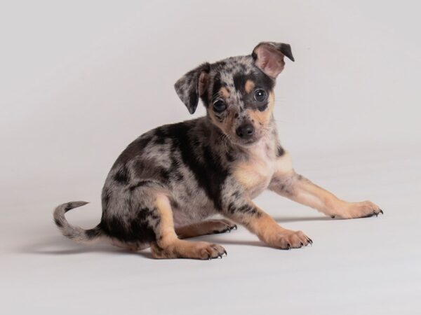 [#20306] Merle Female Chiweenie Puppies For Sale
