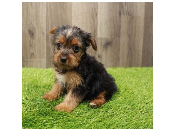 Yorkshire Terrier Dog Female Black / Tan 20312 Petland Topeka, Kansas