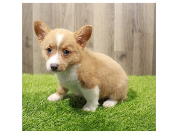 Pembroke Welsh Corgi Dog Female Red 20309 Petland Topeka, Kansas