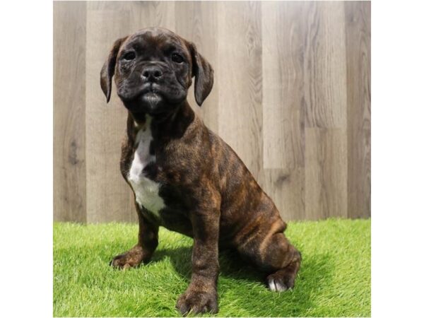 Boxer Dog Male Brindle 20315 Petland Topeka, Kansas