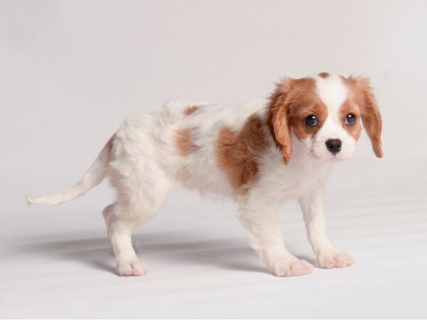 [#20307] Blenheim Female Cavalier King Charles Spaniel Puppies For Sale