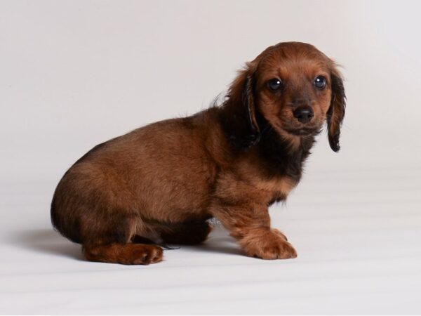 Dachshund Dog Male Wild Boar 20308 Petland Topeka, Kansas