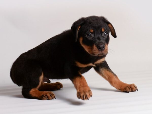 [#20310] Black / Tan Male Rottweiler Puppies For Sale