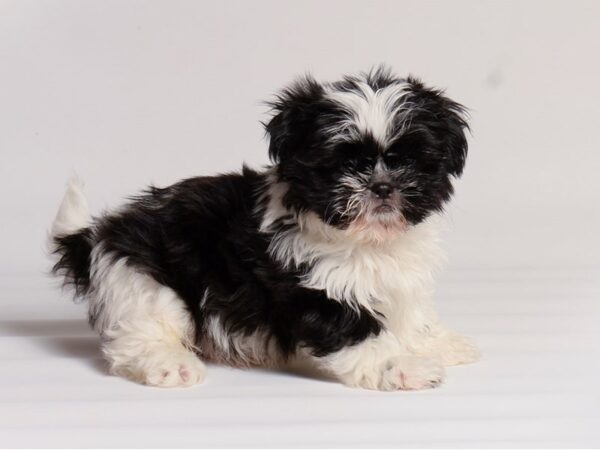 [#20311] Black / White Male Shih Tzu Puppies For Sale
