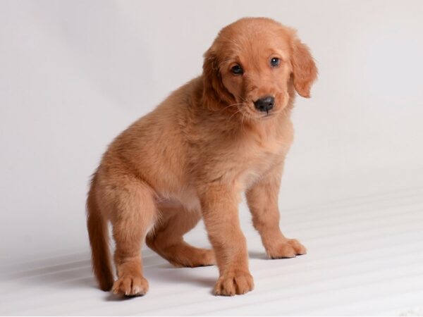 [#20313] Red Female Golden Retriever Puppies For Sale