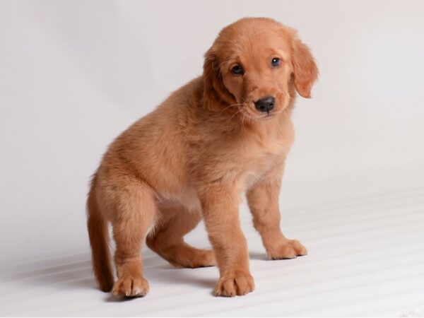 Golden Retriever Dog Female Red 20313 Petland Topeka, Kansas