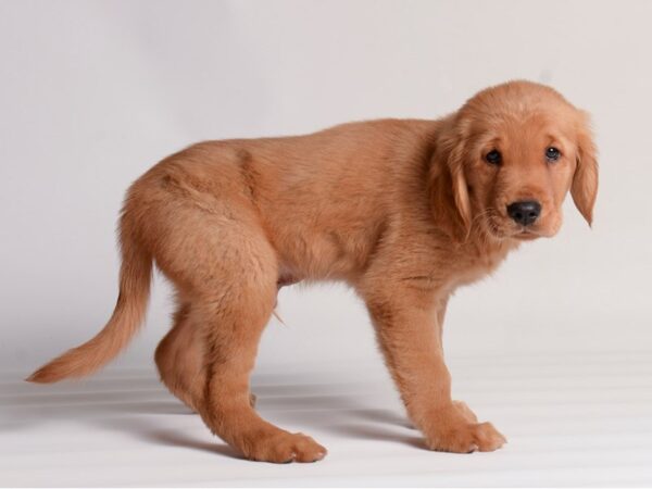 [#20314] Red Male Golden Retriever Puppies For Sale