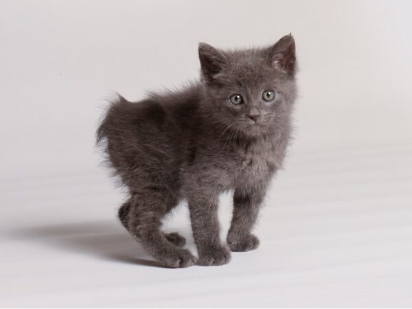 Domestic Short Hair-Cat-Male-Grey-20316-Petland Topeka, Kansas