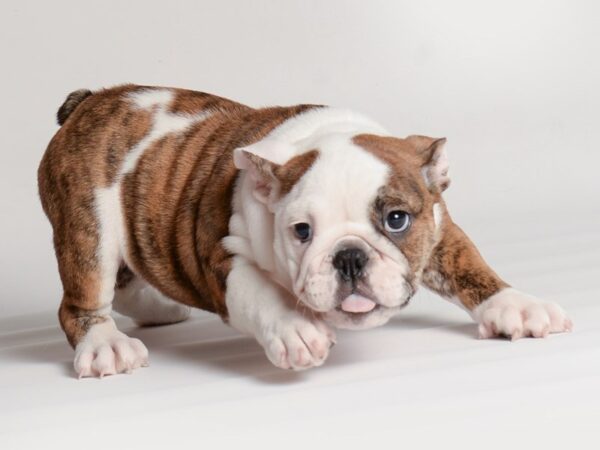 English Bulldog Dog Female Red and White 20332 Petland Topeka, Kansas