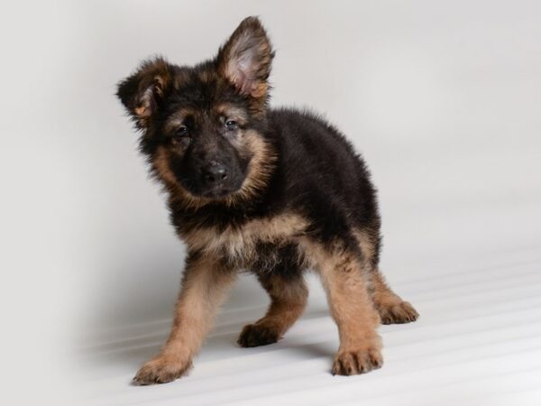 German Shepherd Dog-Dog-Male-Black / Tan-20328-Petland Topeka, Kansas