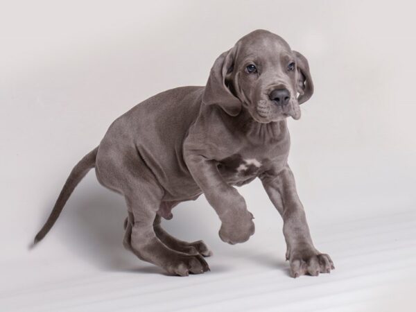 Great Dane Dog Male Blue 20341 Petland Topeka, Kansas