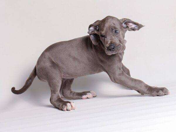 Great Dane Dog Female Blue 20340 Petland Topeka, Kansas