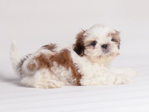 Shih Tzu Dog Male Gold / White 20337 Petland Topeka, Kansas