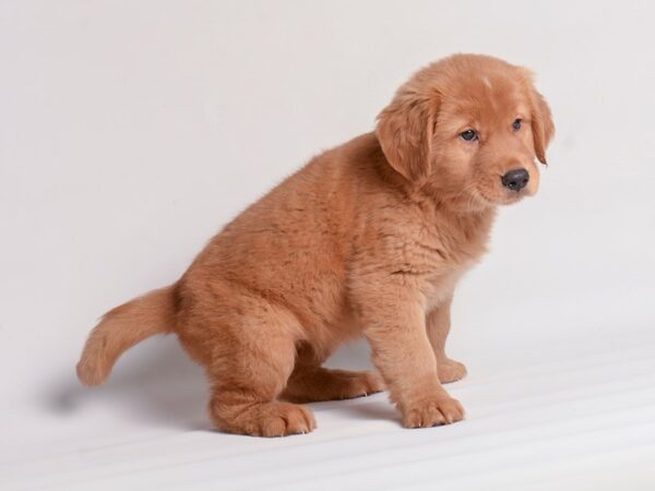 Golden Retriever Dog Female Golden 20336 Petland Topeka, Kansas