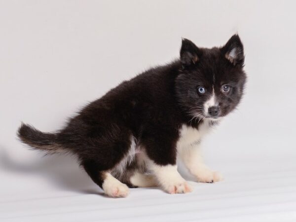 Pomsky 2nd Gen Dog Male Black / White 20334 Petland Topeka, Kansas