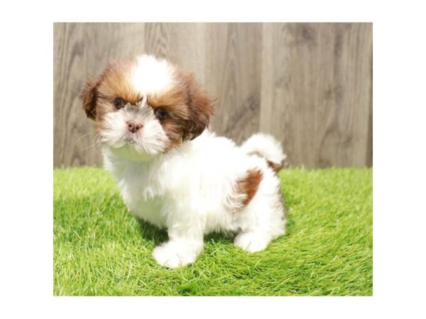 Shih Tzu-Dog-Female-Liver / White-20349-Petland Topeka, Kansas