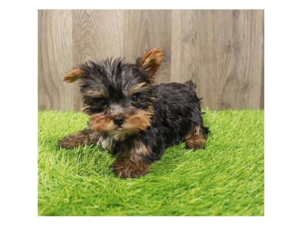 Yorkshire Terrier Dog Female Black / Tan 20350 Petland Topeka, Kansas