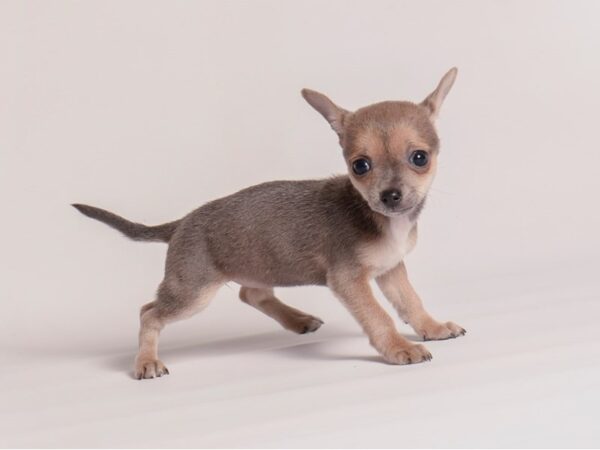 Chihuahua Dog Female Blue Fawn 20357 Petland Topeka, Kansas