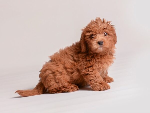 Goldendoodle Mini Dog Female Red 20351 Petland Topeka, Kansas