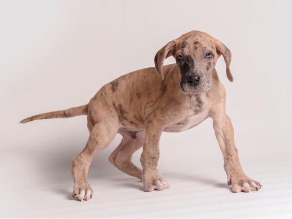 Great Dane Dog Male Fawn / Brindle 20343 Petland Topeka, Kansas