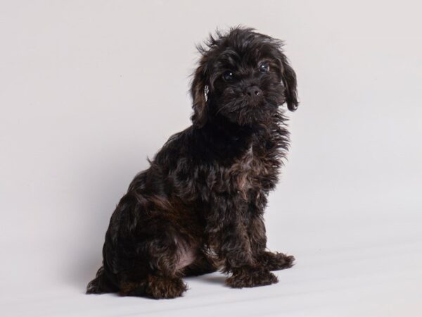 Yorkiepoo Dog Male Black / Red 20339 Petland Topeka, Kansas