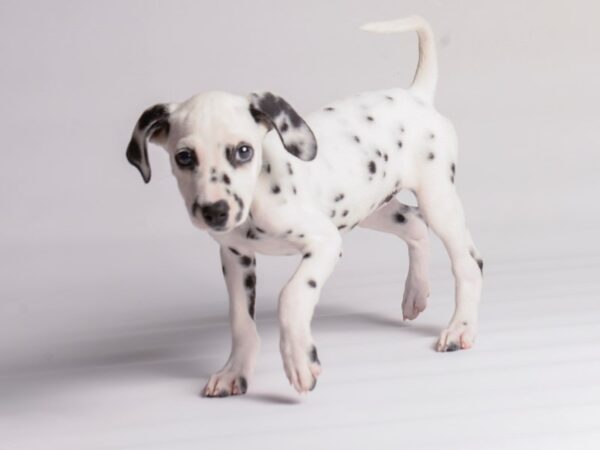 Dalmatian Dog Female White / Black 20338 Petland Topeka, Kansas