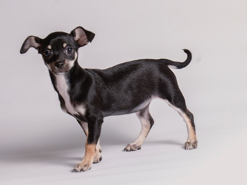 Chihuahua Puppies For Sale Petland Topeka, Kansas