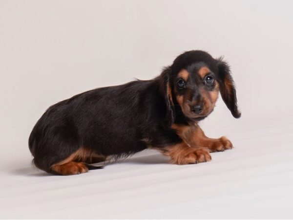 Dachshund Dog Female Black and Tan 20363 Petland Topeka, Kansas