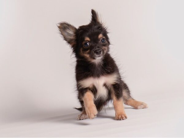 Chihuahua Dog Male Black and Tan 20362 Petland Topeka, Kansas