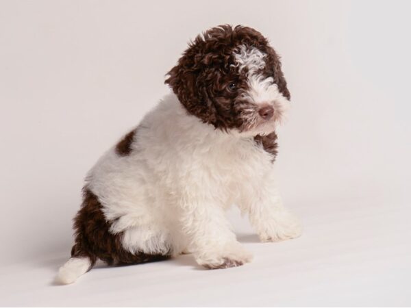 Labradoodle Mini 2nd Gen Dog Female Chocolate / White 20359 Petland Topeka, Kansas