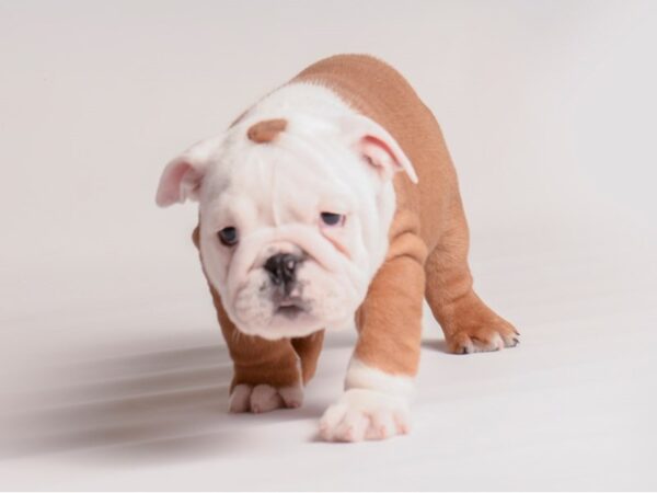 Bulldog-Dog-Male-Red / White-20356-Petland Topeka, Kansas