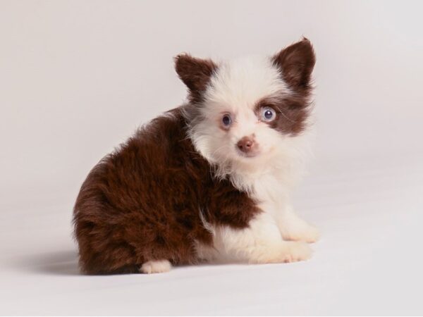 Miniature Australian Shepherd Dog Female Red 20354 Petland Topeka, Kansas