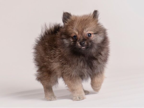 Pomeranian Dog Female Red Sable 20347 Petland Topeka, Kansas