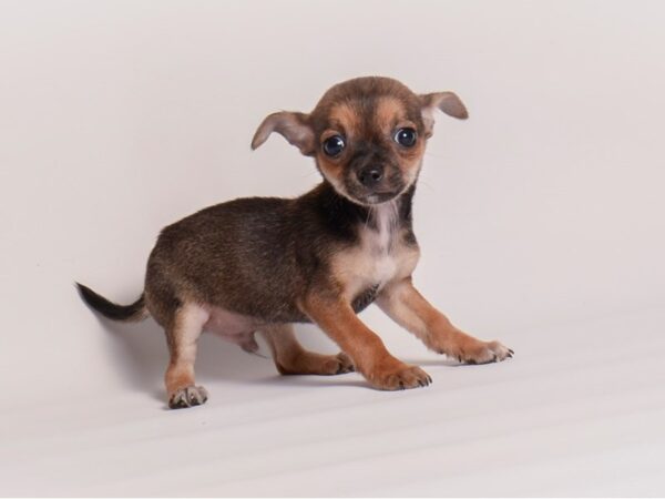 Chihuahua-Dog-Male-Black / Tan-20342-Petland Topeka, Kansas