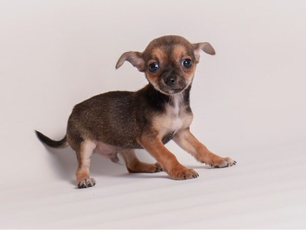 Chihuahua Dog Male Black / Tan 20342 Petland Topeka, Kansas