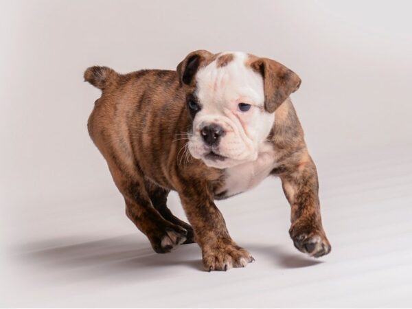 English Bulldog-Dog-Male-Brindle and White-20365-Petland Topeka, Kansas