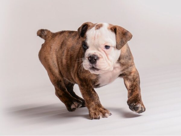 English Bulldog Dog Male Brindle and White 20365 Petland Topeka, Kansas