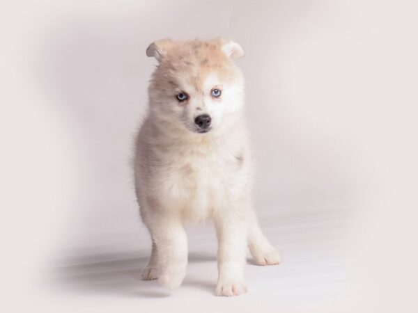 Pomsky Dog Female Blue Merle 20374 Petland Topeka, Kansas