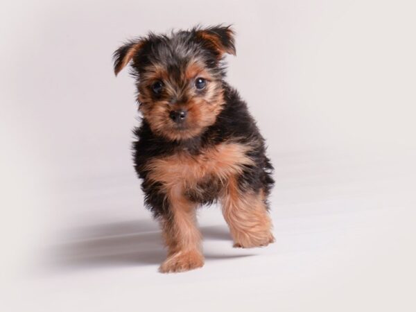 Yorkshire Terrier Dog Female Black / Tan 20373 Petland Topeka, Kansas