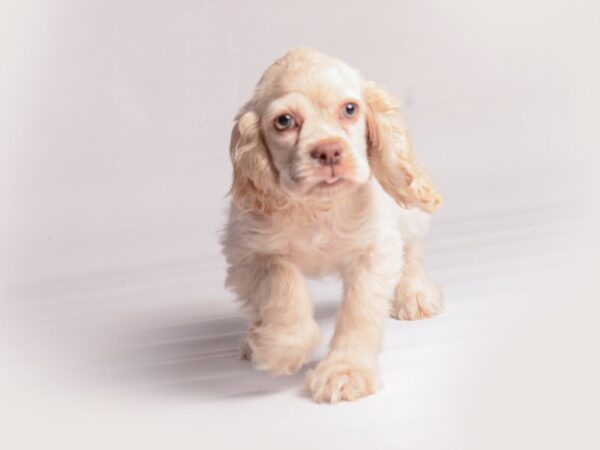 Cocker Spaniel Dog Female Buff 20368 Petland Topeka, Kansas