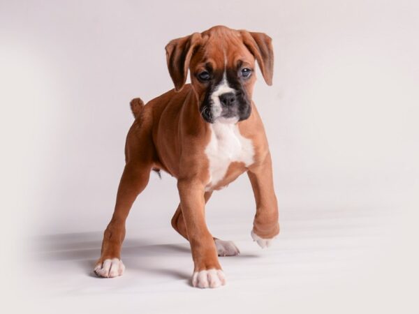 Boxer Dog Female Fawn / White 20367 Petland Topeka, Kansas