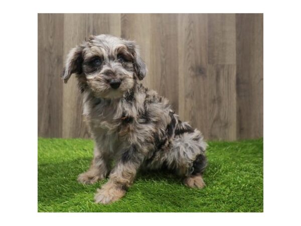 Aussiedoodle Mini Dog Female Blue Merle 20381 Petland Topeka, Kansas