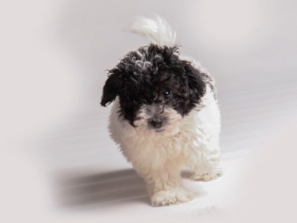 Bichapoo-Dog-Female-Black and White-20385-Petland Topeka, Kansas