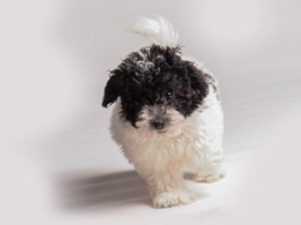 Bichapoo Dog Female Black and White 20385 Petland Topeka, Kansas