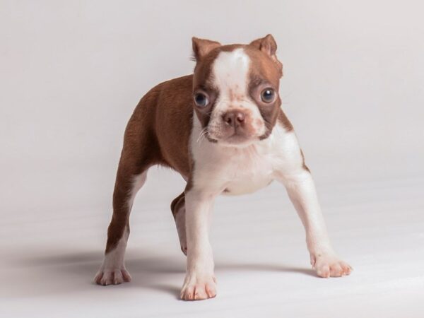 Boston Terrier-Dog-Male-Red / White-20383-Petland Topeka, Kansas