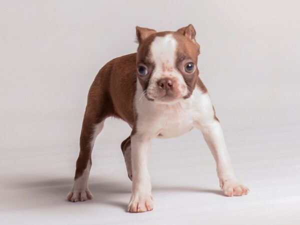 Boston Terrier Dog Male Red / White 20383 Petland Topeka, Kansas