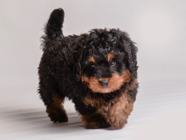 Bernardadoodle Mini Dog Male Black / Tan 20382 Petland Topeka, Kansas