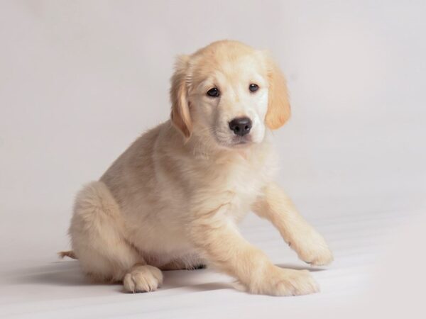 Golden Retriever-Dog-Female-Golden-20378-Petland Topeka, Kansas