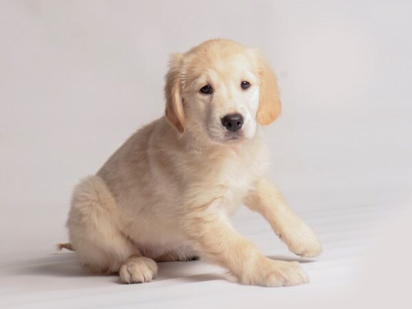 Golden Retriever Dog Female Golden 20378 Petland Topeka, Kansas